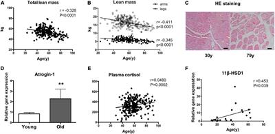 Caloric restriction delays age-related muscle atrophy by inhibiting 11β−HSD1 to promote the differentiation of muscle stem cells